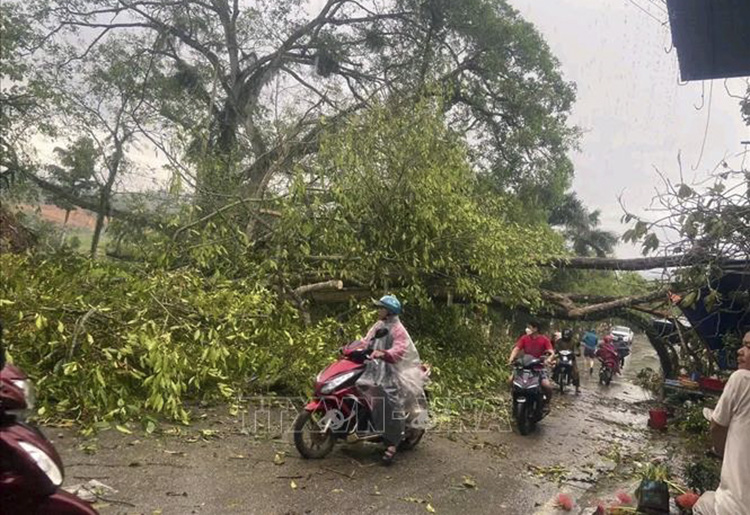 Mưa to kèm dông lốc đã làm nhiều cây xanh ở huyện Lâm Bình (Tuyên Quang) bị gãy, đổ. Ảnh: TTXVN