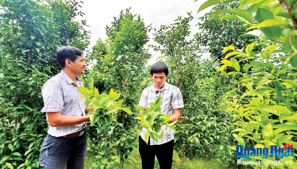 Chè xanh Minh Long được công nhận sản phẩm OCOP 3 sao, nhưng  gặp khó khăn trong mở rộng vùng nguyên liệu phục vụ chế biến. 