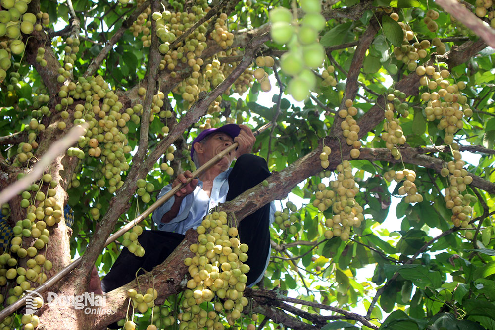 Nông dân Năm Yên (ngụ ấp 2, xã An Phước, H.Long Thành) hái dâu da bán cho du khách. Ảnh: Đ.PHÚ