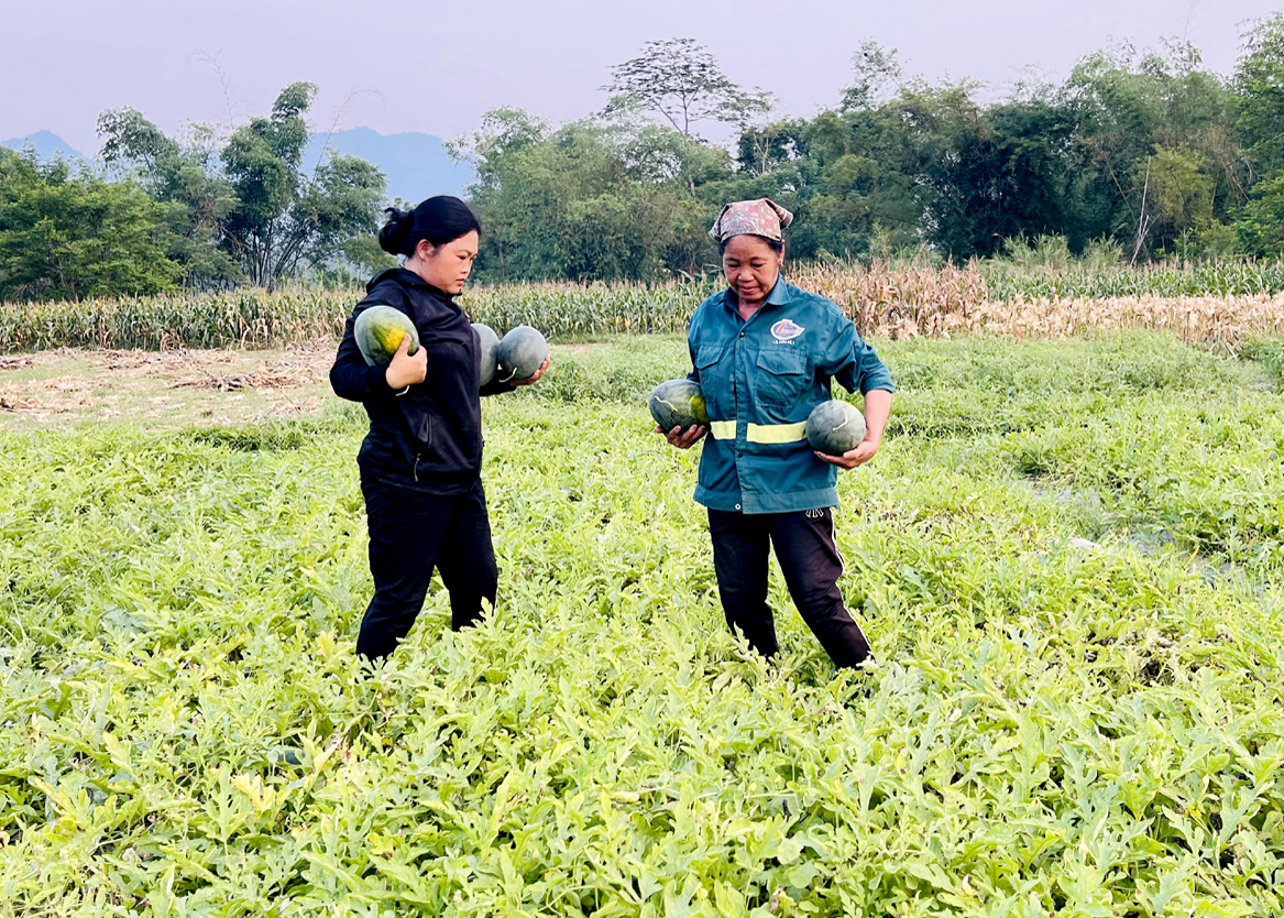 Dưa hấu được mùa, được giá nên bà con nông dân xã Trung Thành (Vị Xuyên) rất phấn khởi.