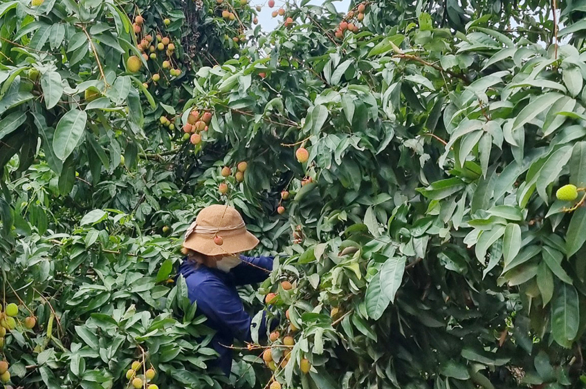 vải thiều, Bắc Giang, Lục Ngạn, u hồng