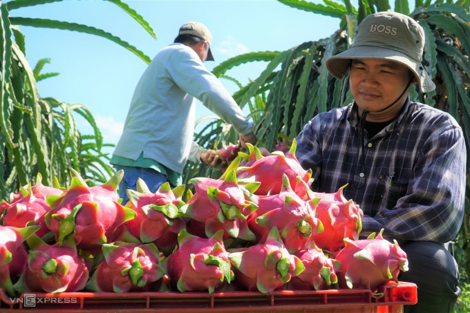 Thu hoạch thanh long tại nhà vườn ở Bình Thuận. Ảnh: Việt Quốc