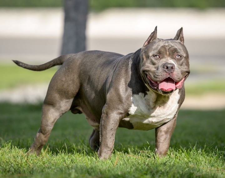 Vì sao vết cắn của chó Pitbull đáng sợ hơn những giống chó khác? - 1