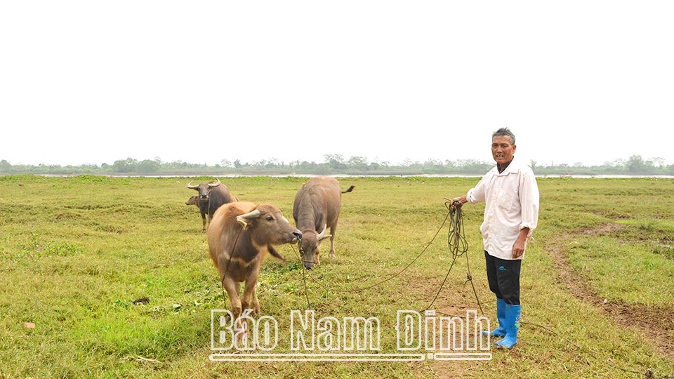 Được tiếp vốn từ Ngân hàng Chính sách xã hội huyện Xuân Trường, ông Nguyễn Viết Huấn ở xóm 6, xã Xuân Phú đã đầu tư nuôi trâu, bò phù hợp với sức lao động, tăng thêm thu nhập cho gia đình.