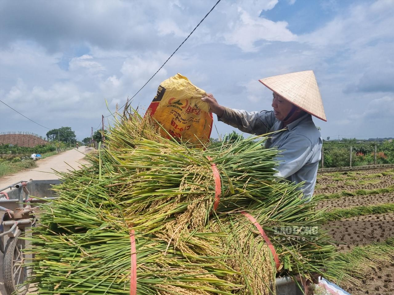 Được biết, toàn xã Hồng Việt (huyện Đông Hưng) hiện có khoảng 327 ha diện tích đất trồng lúa, do thời tiết thuận lợi nên năm nay, sản lượng lúa cao hơn năm trước (2022).