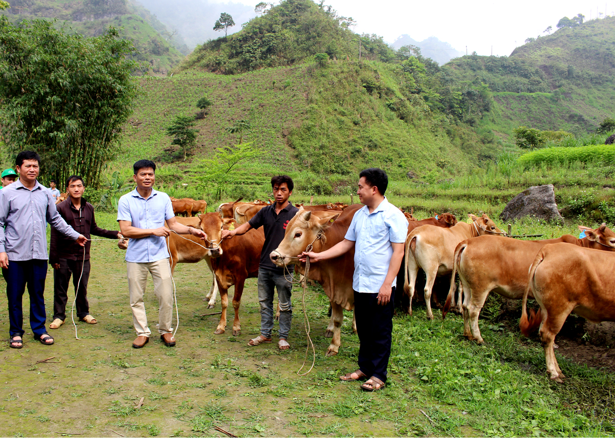 Phòng Nông nghiệp - PTNT huyện Bắc Mê trao bò cho các hộ Thôn Kẹp B, xã Minh Sơn.
