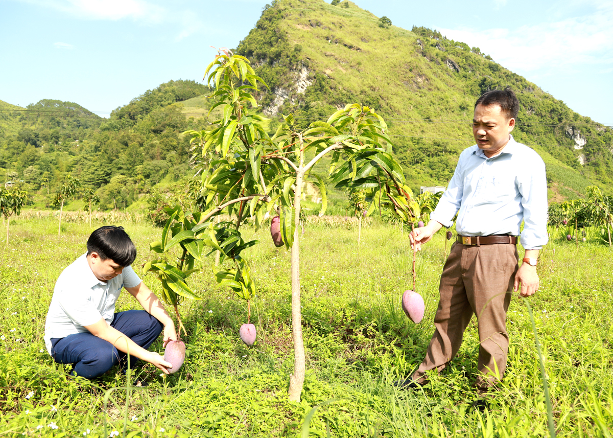 Lãnh đạo Phòng Nông nghiệp và PTNT huyện Yên Minh kiểm tra hiệu quả mô hình xoài hàng hóa tại xã Hữu Vinh.
