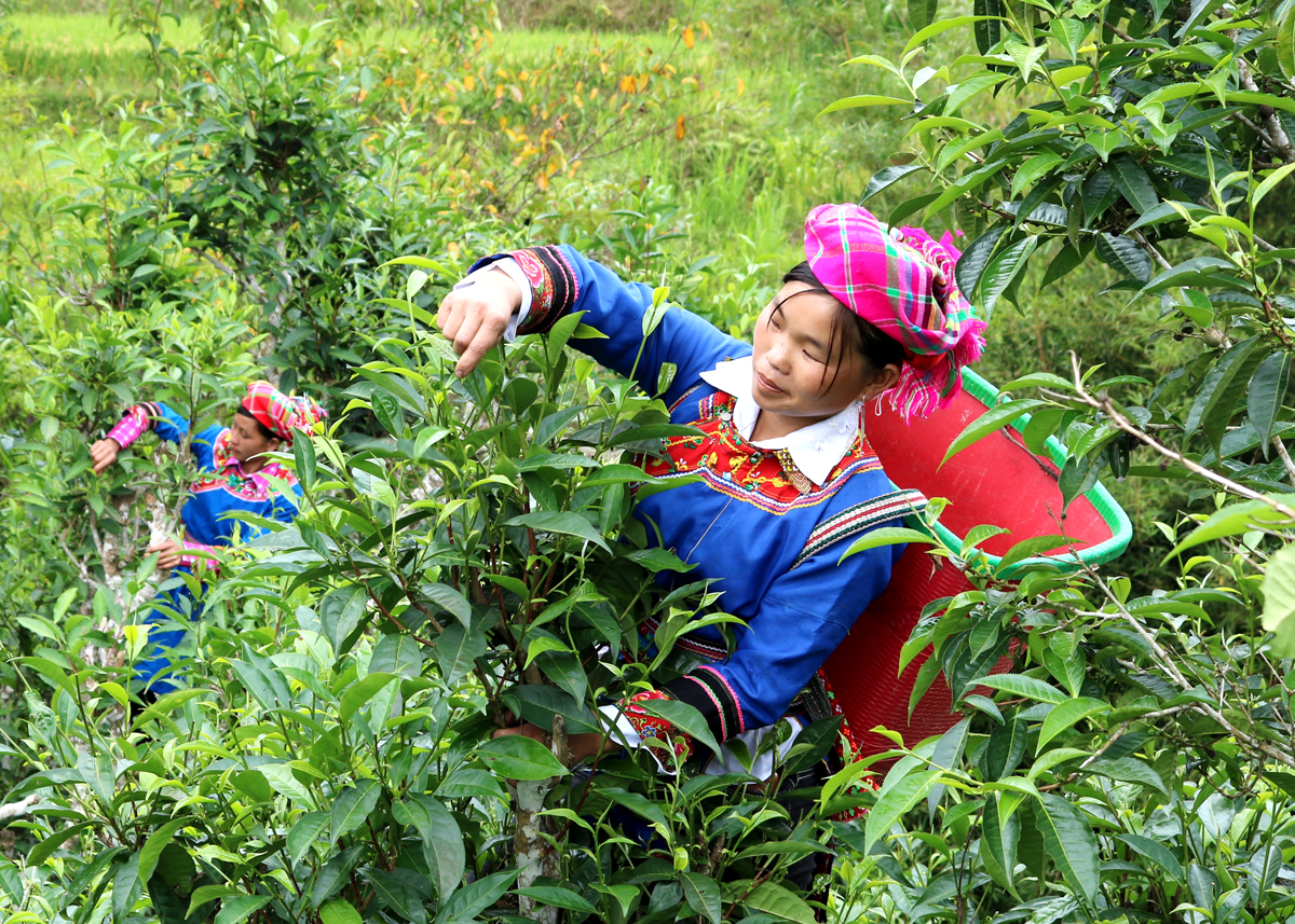 Đồng bào dân tộc Cờ Lao xã Túng Sán (Hoàng Su Phì) thu hái chè Xuân.
