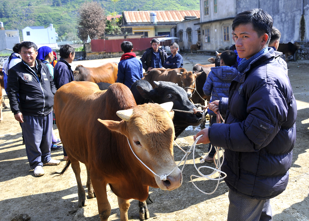 Chăn nuôi bò Vàng giúp người dân Đồng Văn nâng cao thu nhập. 
