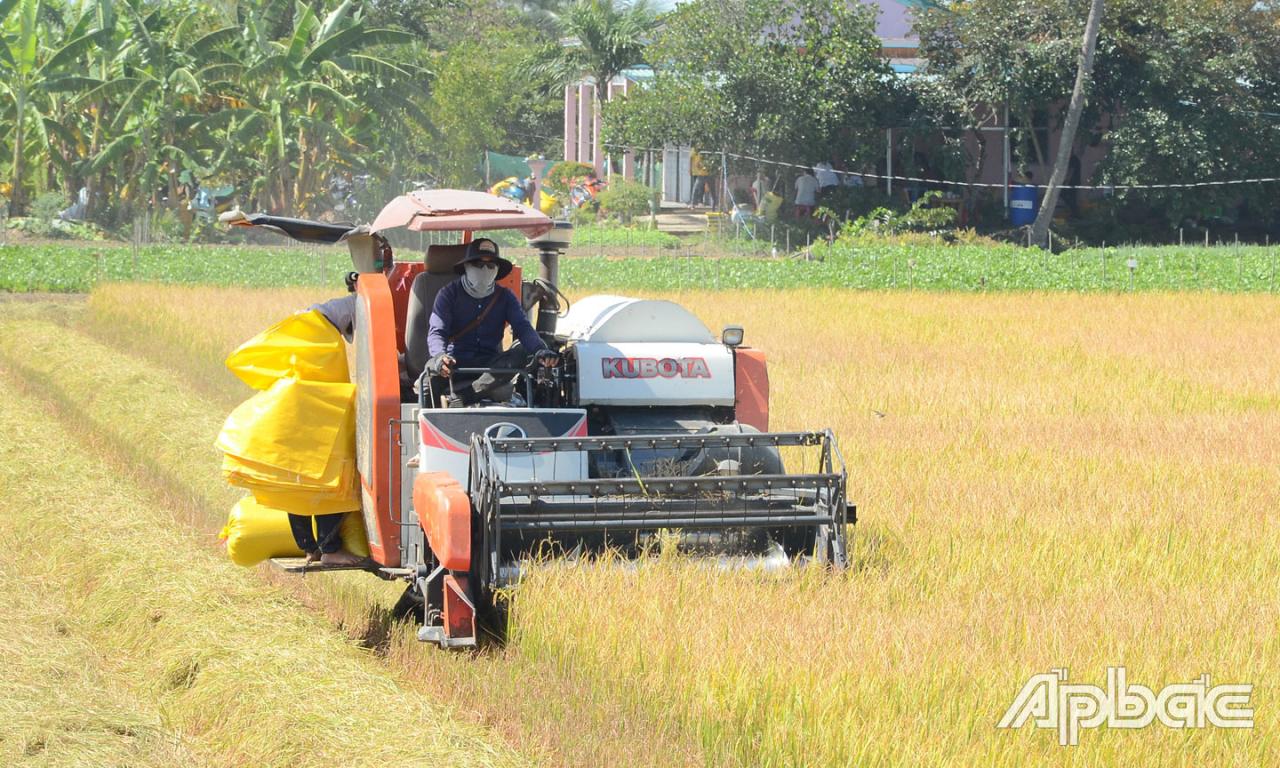 Thu nhập của người trồng lúa thấp hơn  so với canh tác các loại cây trồng khác.