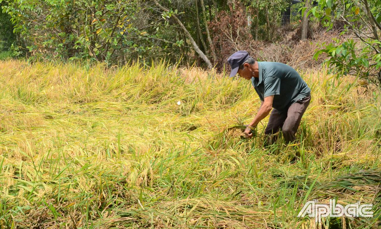 hu nhập từ 4 công lúa, gia đình ông Nghiệp  chỉ đủ ăn.