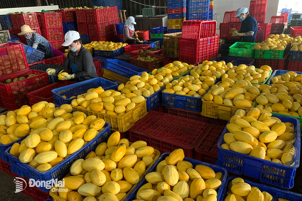 Chế biến xoài keo tại một doanh nghiệp chế biến trái cây ở xã Phú Túc (H.Định Quán). Ảnh: B.NGUYÊN