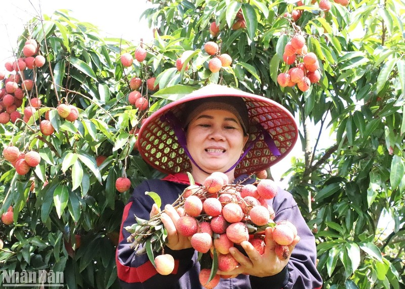 Chị Lê Thị Hải ở thôn 10, xã Ea Sar, huyện Ea Kar, tỉnh Đắk Lắk vui mừng vì năm nay vải vừa được mùa, được giá.