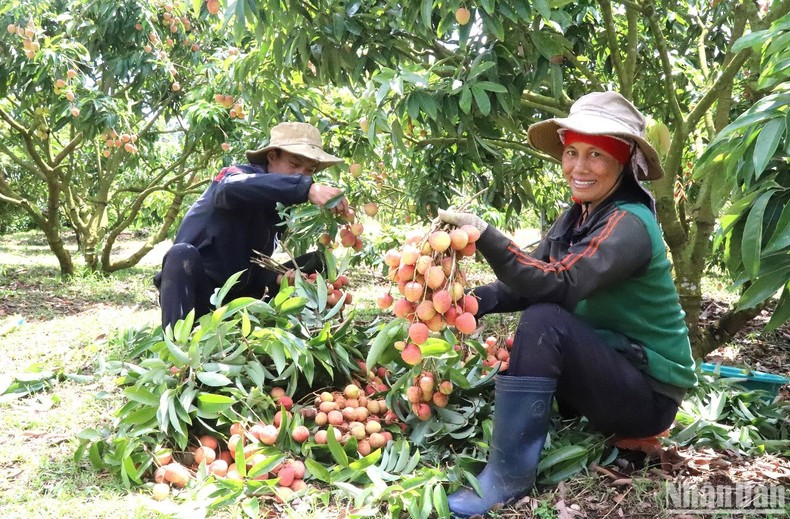 [Ảnh] Mùa thu hoạch vải ở Tây Nguyên ảnh 6