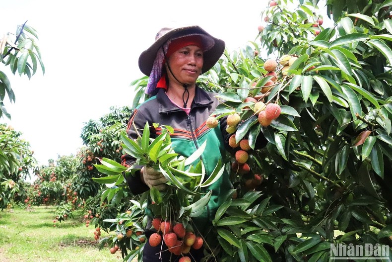 [Ảnh] Mùa thu hoạch vải ở Tây Nguyên ảnh 3