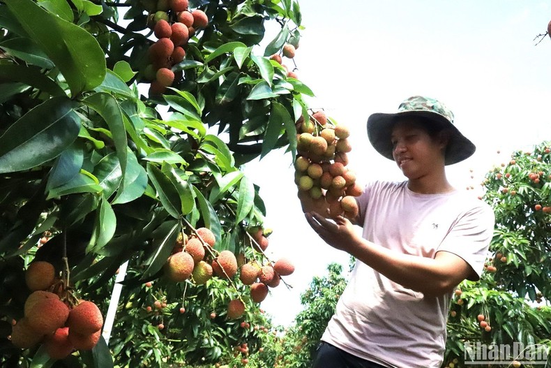 [Ảnh] Mùa thu hoạch vải ở Tây Nguyên ảnh 5