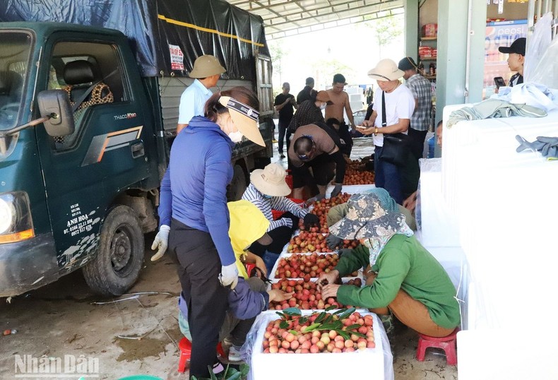 [Ảnh] Mùa thu hoạch vải ở Tây Nguyên ảnh 11