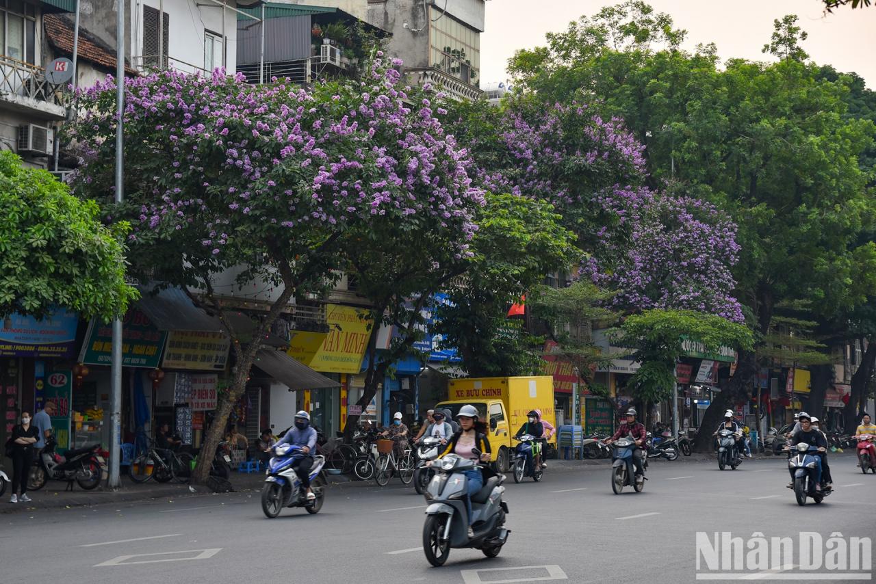 [Ảnh] Hoa bằng lăng bung nở rực rỡ trên đường phố Hà Nội ảnh 12