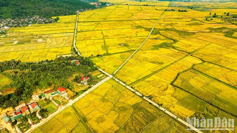 Những cánh đồng vàng mùa lúa chín.