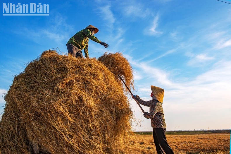 [Ảnh] Mùa vàng ở vùng "chảo lửa, túi mưa" ảnh 6