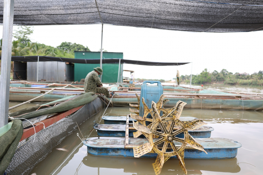 Đồng thời, lắp đặt hệ thống quạt nước trong các lồng, bè để tăng lượng oxy cho cá.