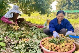 Vải lòng mo - Đặc sản vùng đất Phủ Đoan