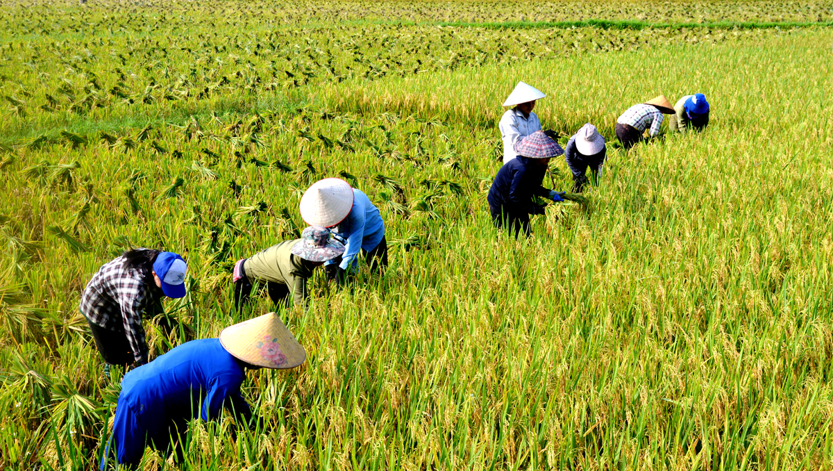 Nông dân xã Bằng Lang (Quang Bình) thu hoạch lúa chính vụ.                                                 Ảnh: MỘC LAN
