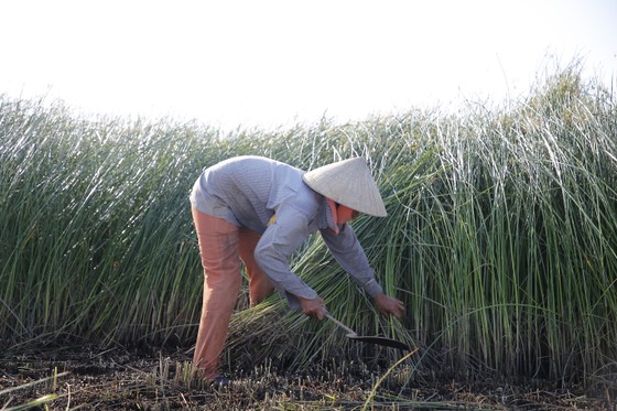 “Dầm nắng” trong vựa cói ảnh 3