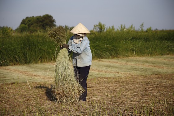 “Dầm nắng” trong vựa cói ảnh 7