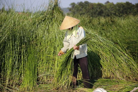 “Dầm nắng” trong vựa cói ảnh 4