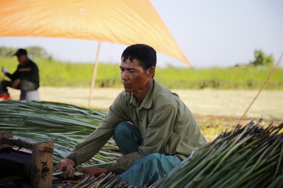 “Dầm nắng” trong vựa cói ảnh 8