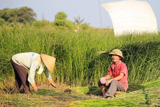 “Dầm nắng” trong vựa cói ảnh 10