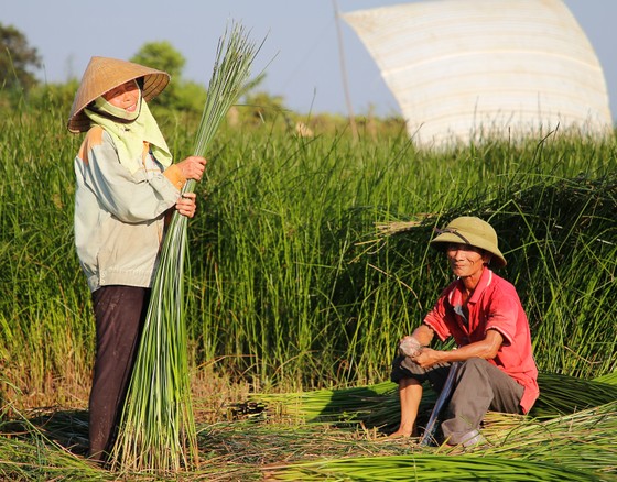 “Dầm nắng” trong vựa cói ảnh 12