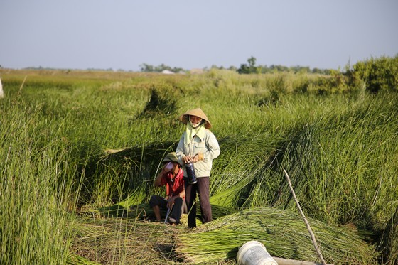 “Dầm nắng” trong vựa cói ảnh 11