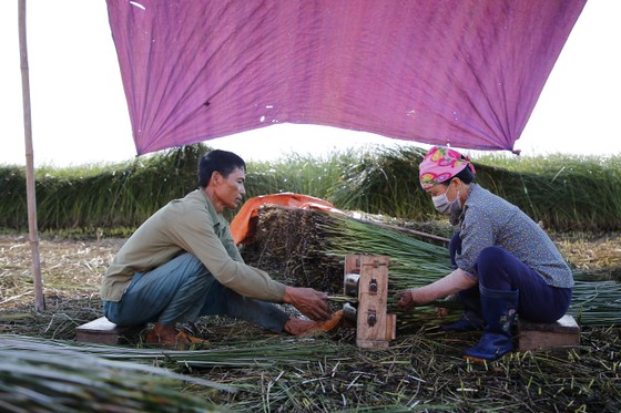 “Dầm nắng” trong vựa cói ảnh 9