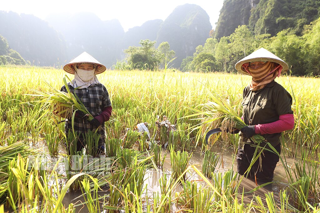 Rộn ràng ngày mùa Tam Cốc