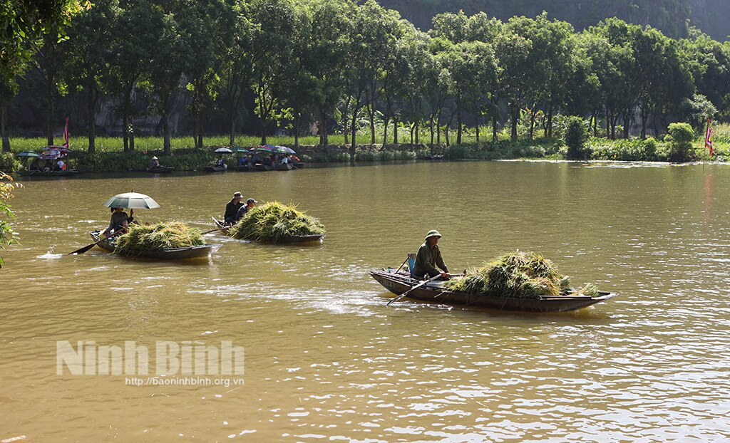 Rộn ràng ngày mùa Tam Cốc