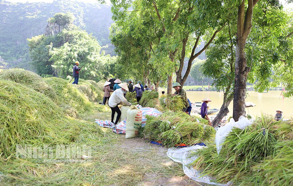 Rộn ràng ngày mùa Tam Cốc