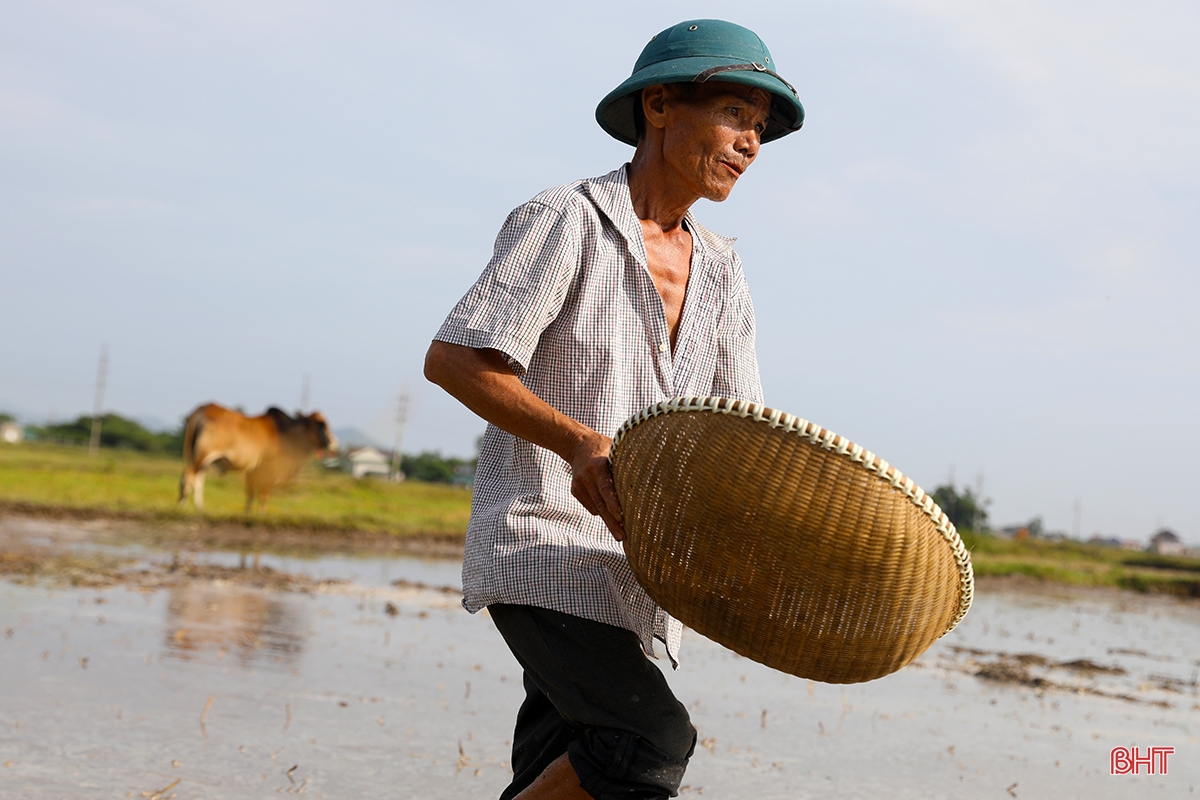 Nông dân Hà Tĩnh chạy đua với lịch gieo cấy hè thu