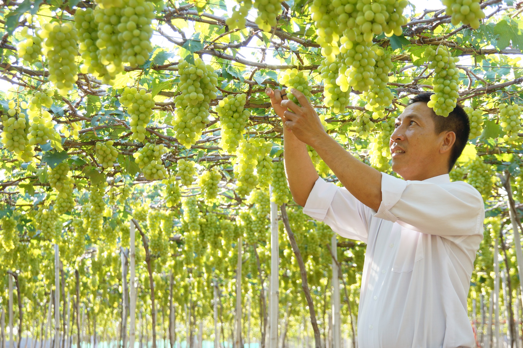 Ninh Thuận: Mời du khách làm giám khảo bình chọn cuộc thi Giàn nho đẹp - Ảnh 3.