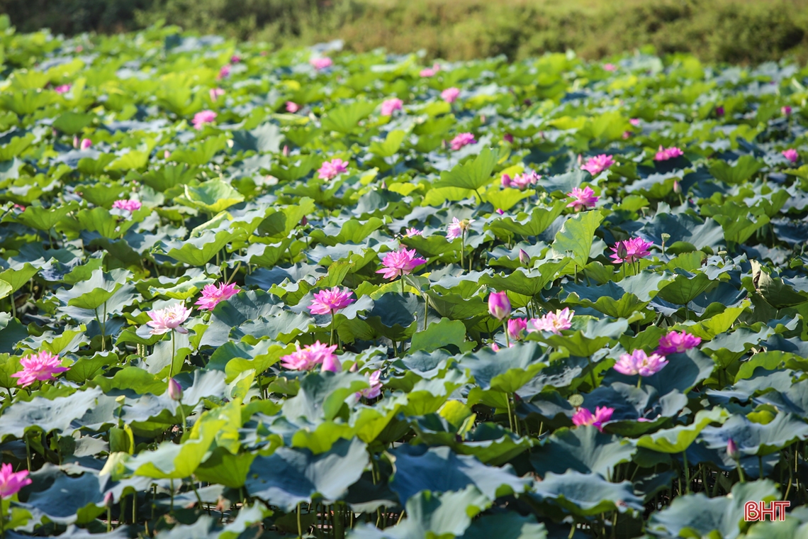 Thành Sen tỏa ngát... hương sen!