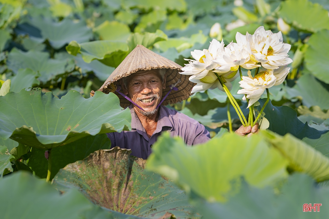 Thành Sen tỏa ngát... hương sen!