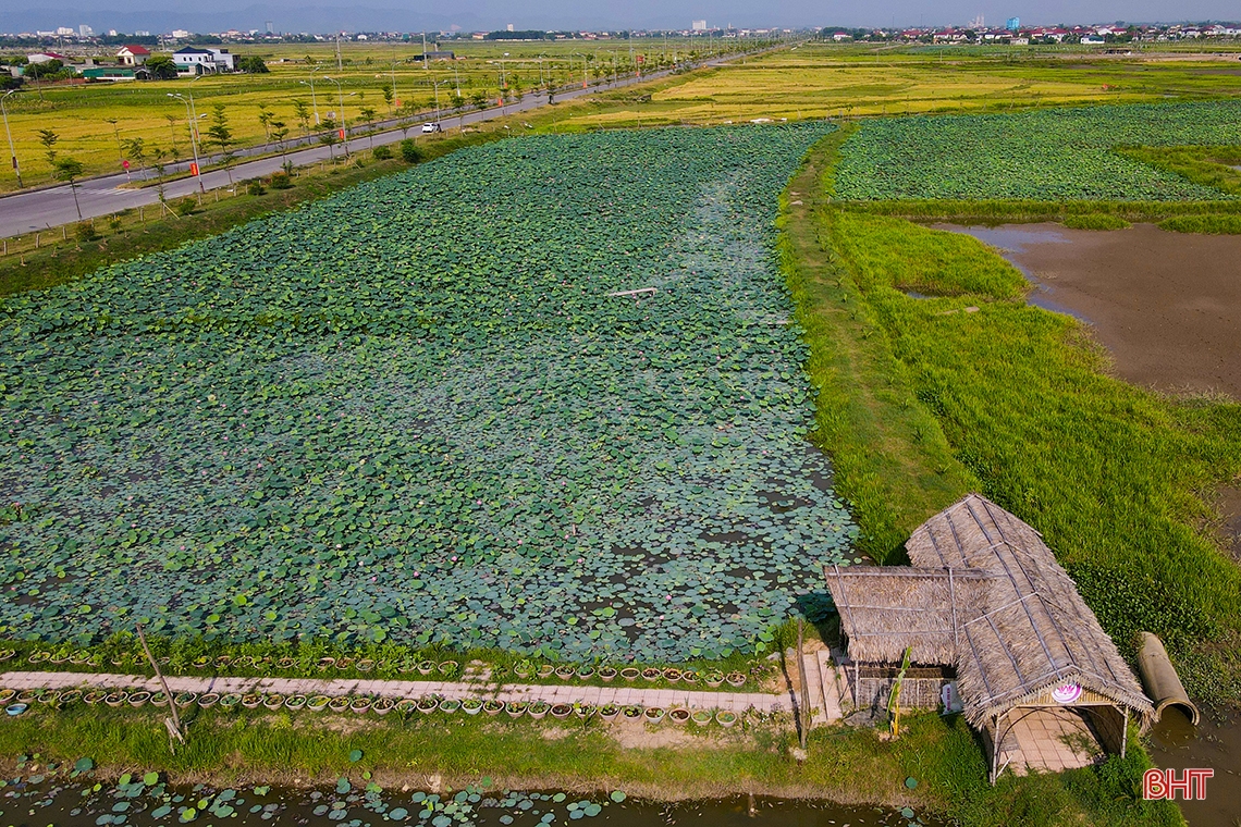 Thành Sen tỏa ngát... hương sen!