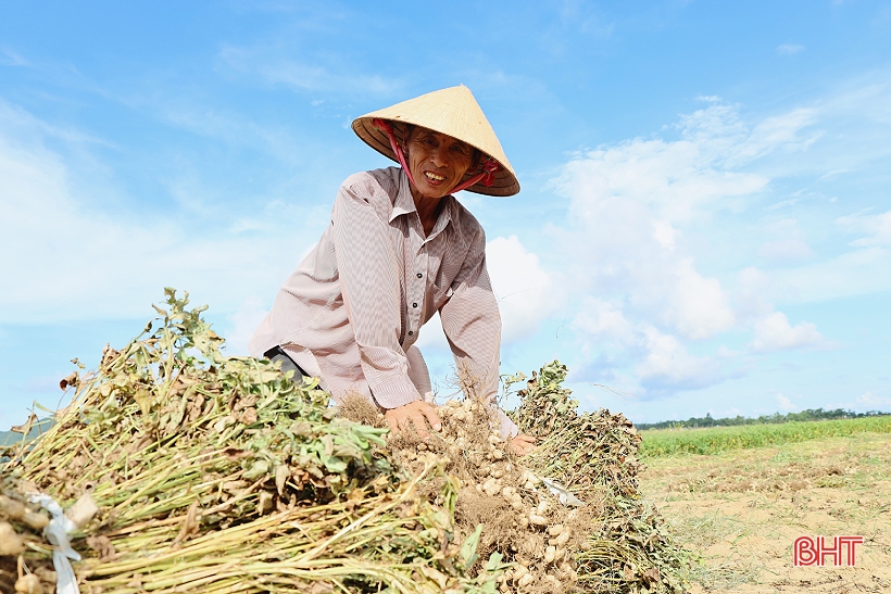 Niềm vui nhân đôi trong mùa thu hoạch lạc ở Lộc Hà