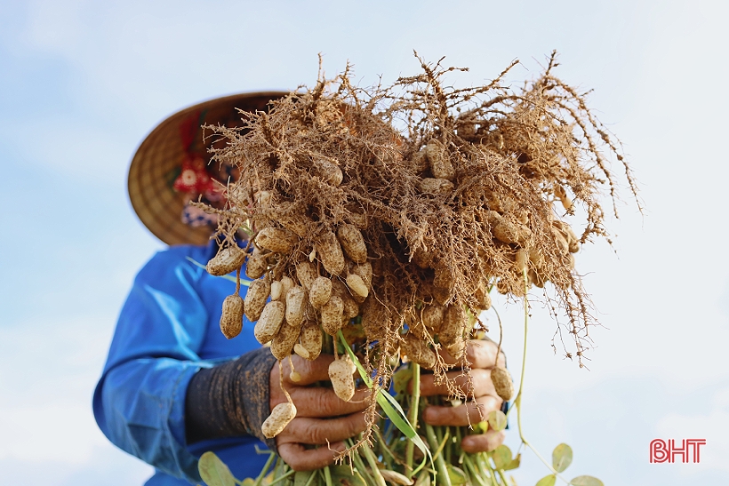 Niềm vui nhân đôi trong mùa thu hoạch lạc ở Lộc Hà