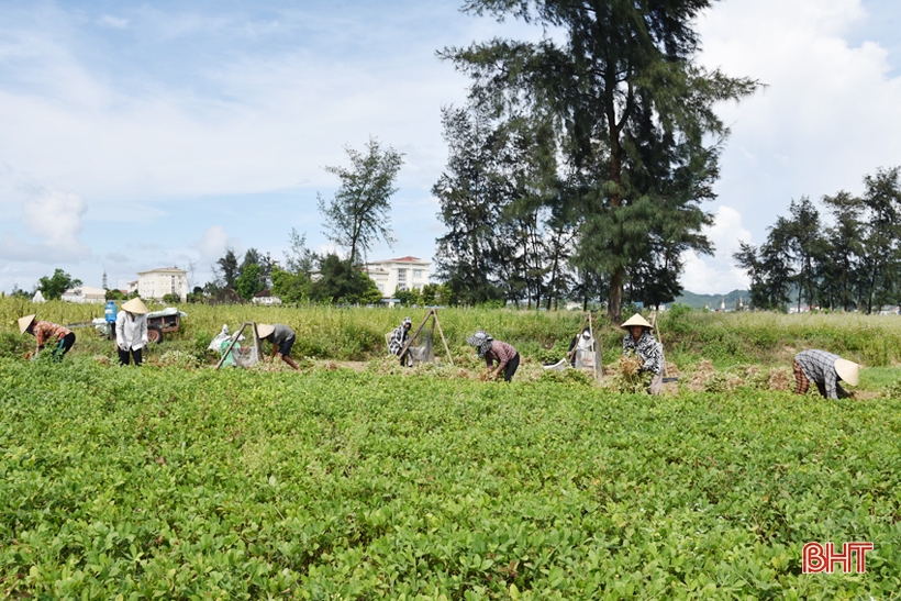 Niềm vui nhân đôi trong mùa thu hoạch lạc ở Lộc Hà