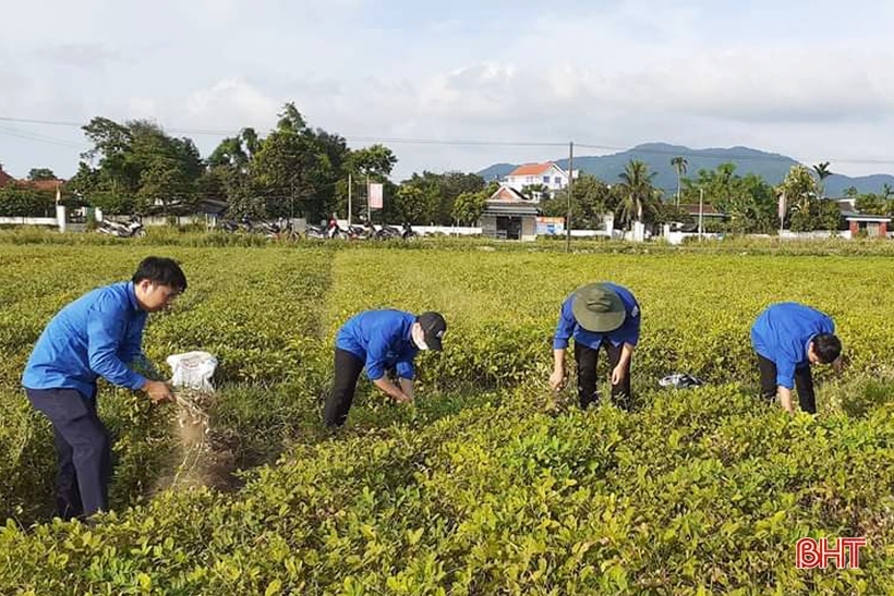 Niềm vui nhân đôi trong mùa thu hoạch lạc ở Lộc Hà