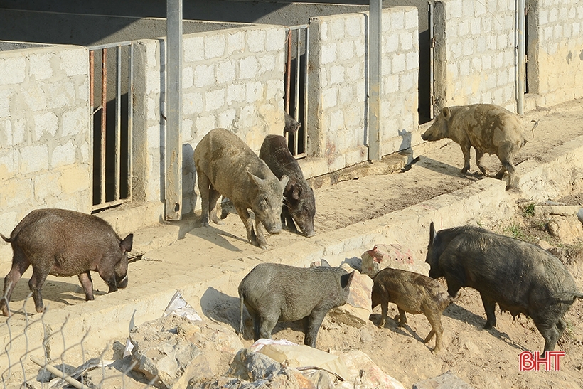 9X Nghi Xuân khai hoang đất đồi nuôi hàng trăm con lợn rừng