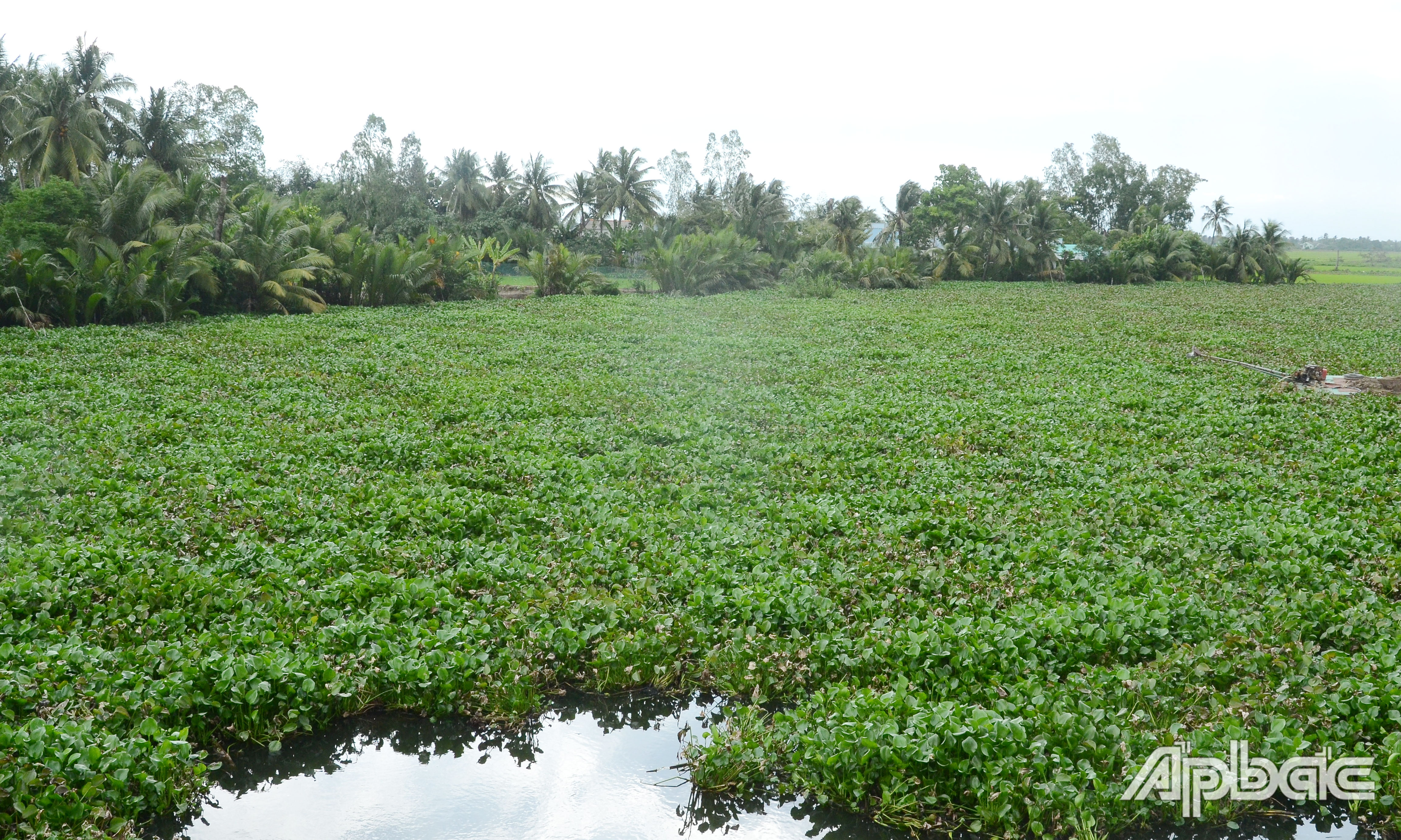 Lục bình dày đặc tại sông Rầm Vé (TX. Gò Công).