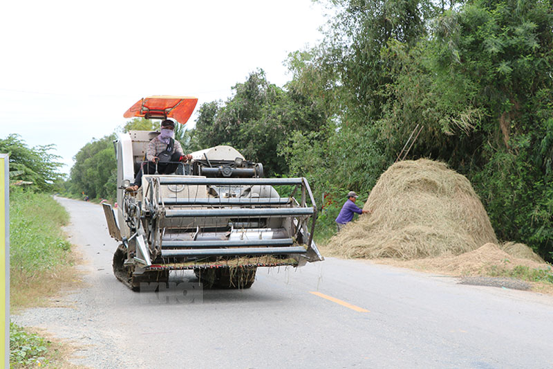 Máy gặt đập liên hợp di chuyển trên ĐH.173 (ĐT.883) để thu hoạch trên cánh đồng lúa Mỹ Hòa, huyện Ba Tri.